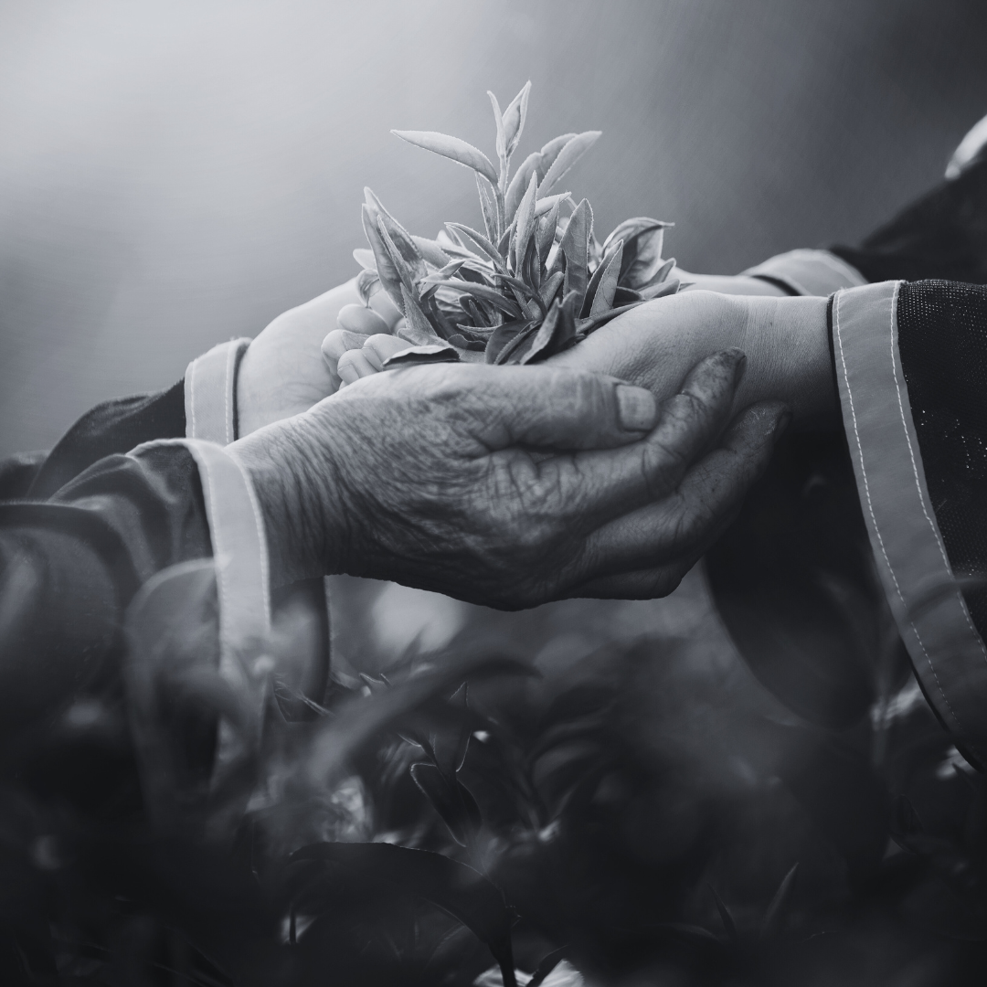 Ingredientes Naturales del Té Detox Plan Leaflife®